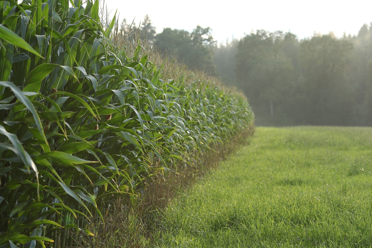 Кукурузное поле ночью. Сухое кукурузное поле. Мак в кукурузном поле. Битва на кукурузном поле. Поле кукурузы игра.