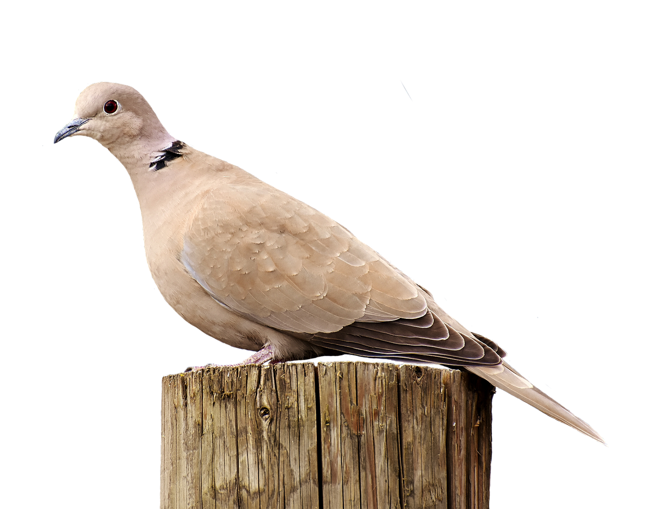 Image - collared bird plumage dove nature