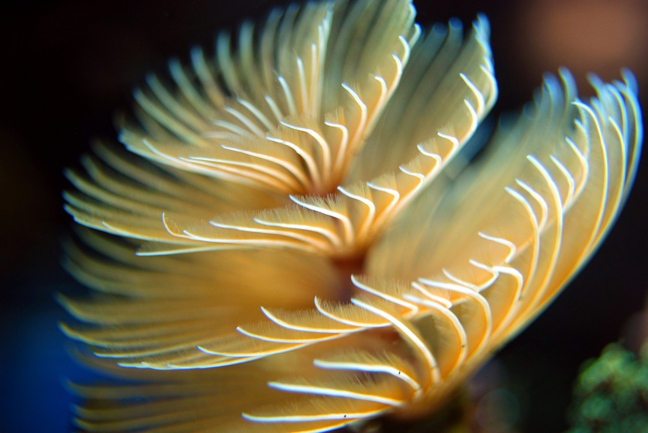 Image - worm reef underwater ocean sea
