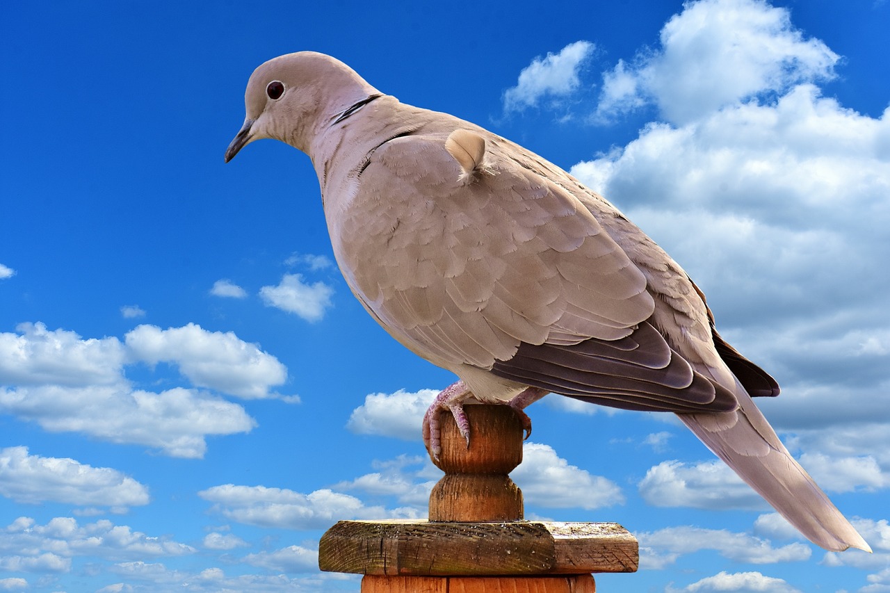 Image - collared bird plumage dove nature
