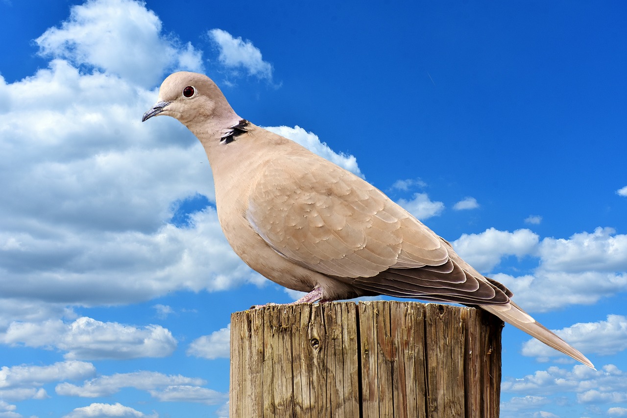 Image - collared bird plumage dove nature