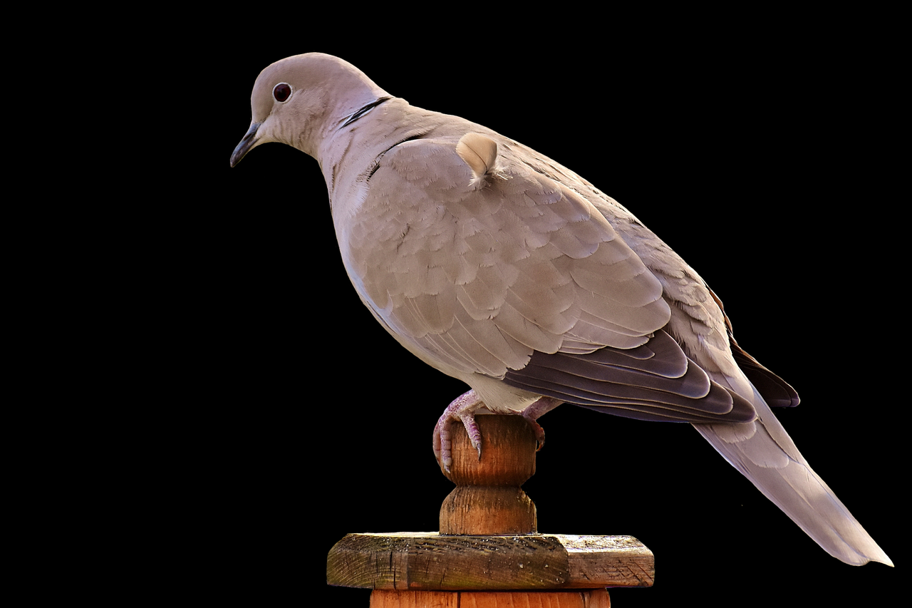 Image - collared bird plumage dove nature