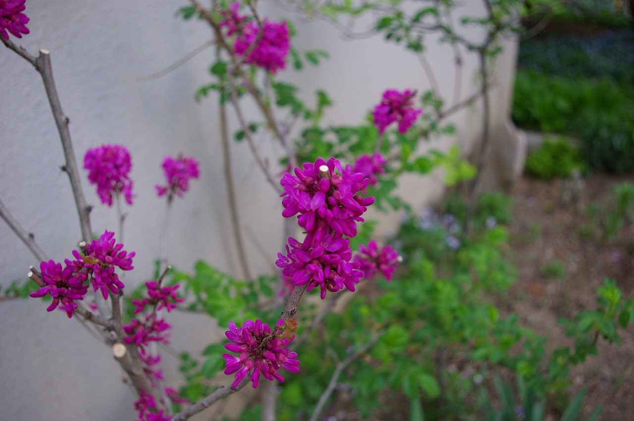 Image - night to flower spring flowers