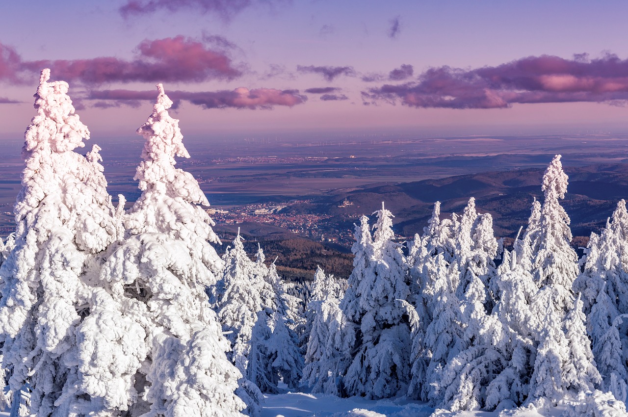 Image - winter resin trees snow wintry