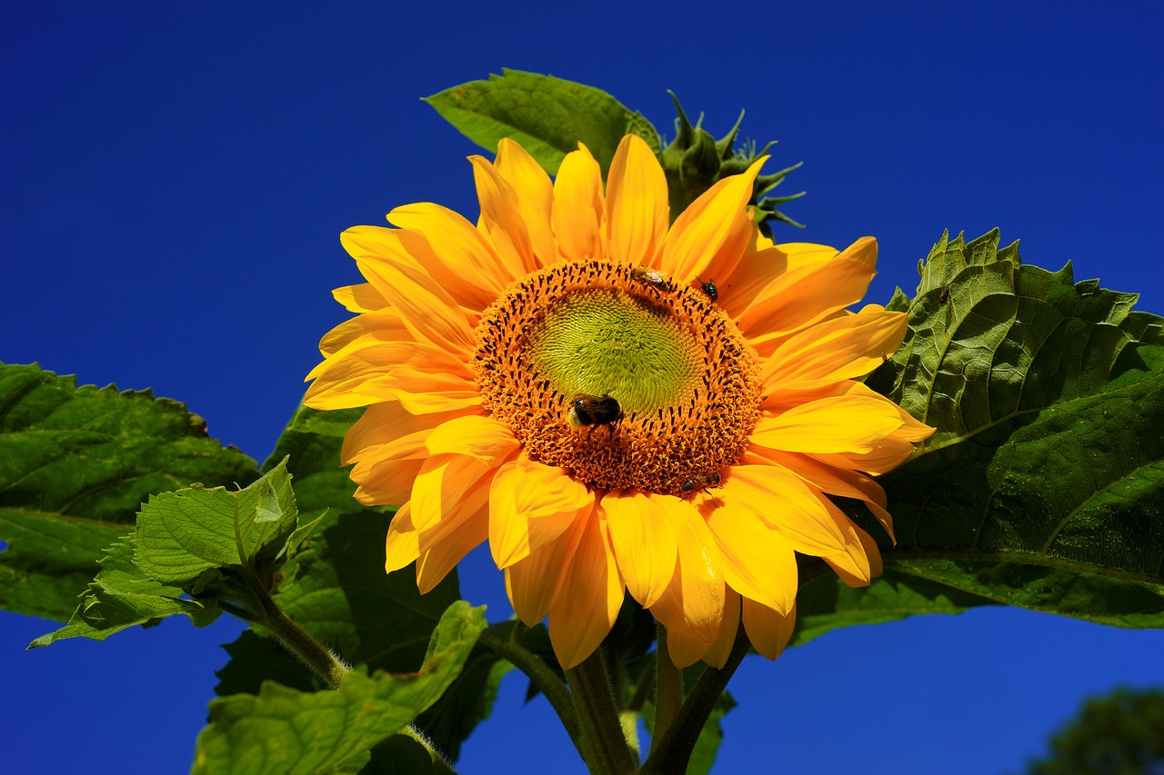 Image - sun flower blossom bloom yellow