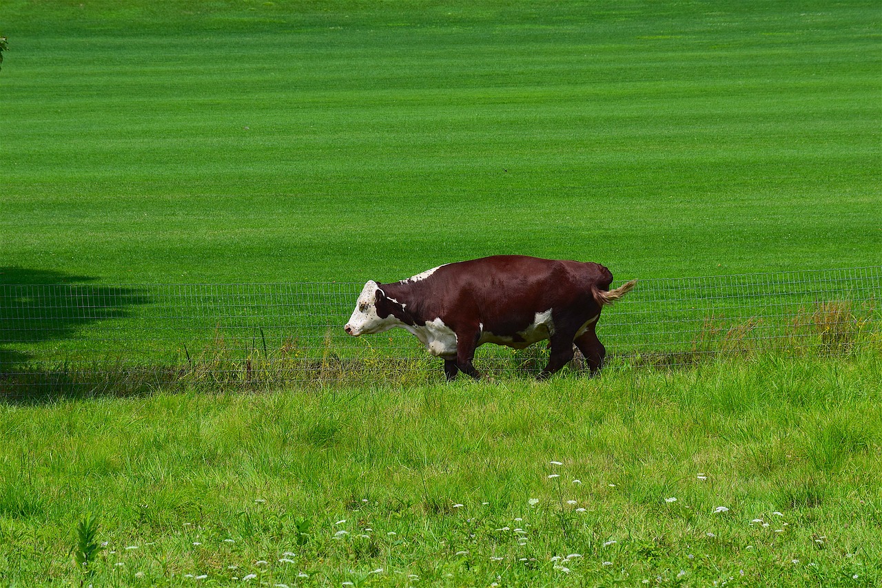 Image - cow animal cute walking green