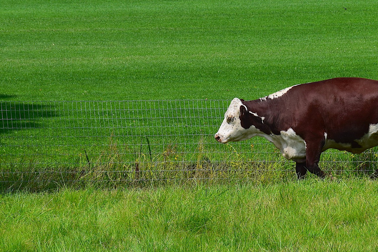 Image - cow animal cute walking green