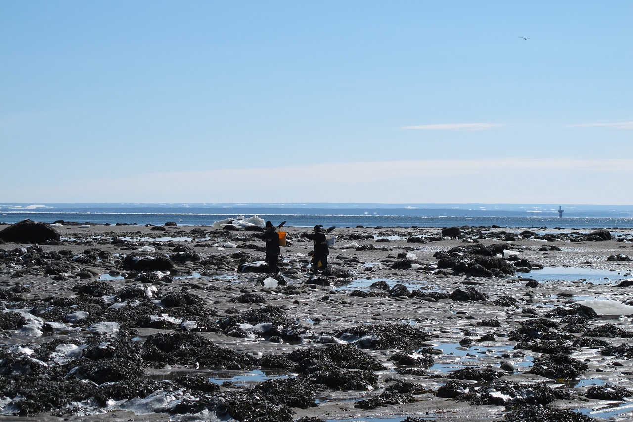 Image - canada winter sea shell seekers