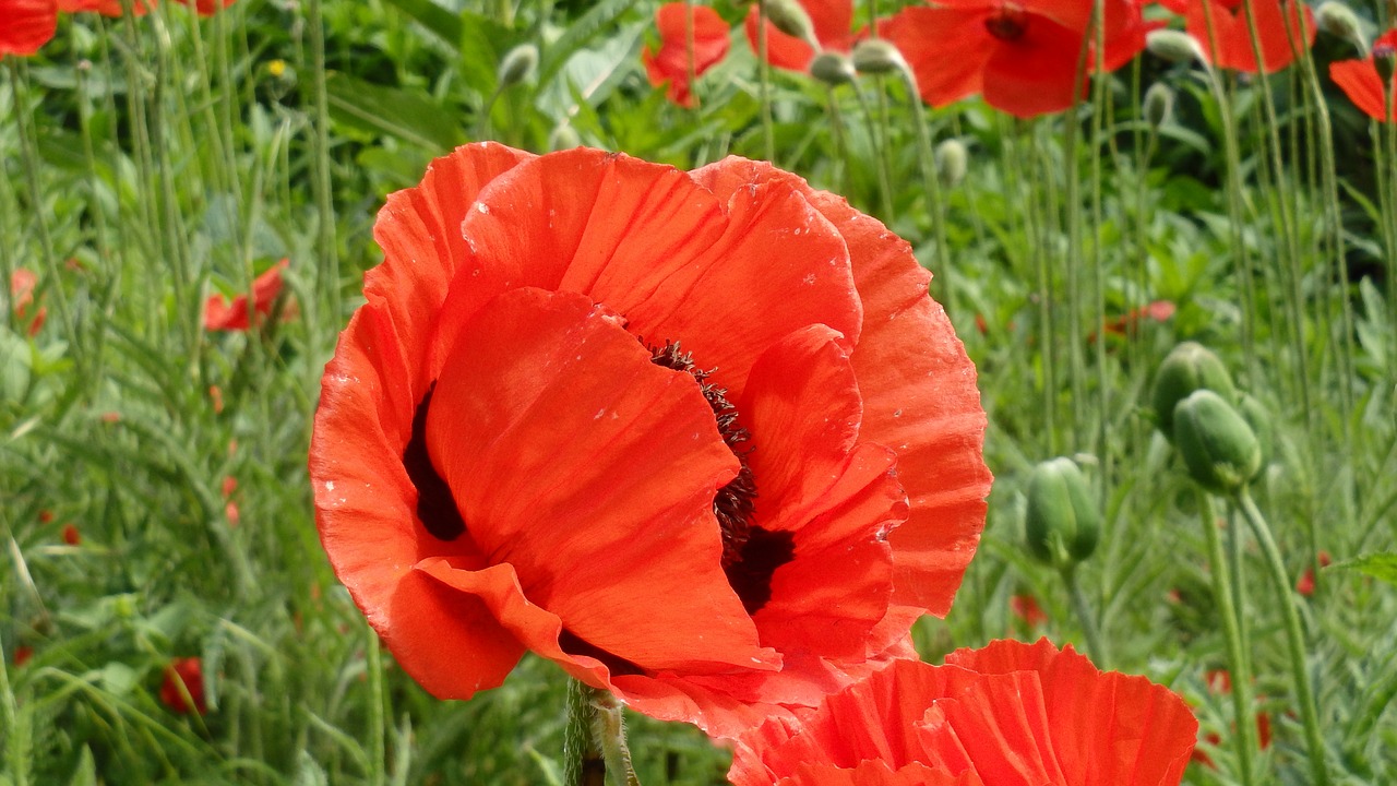 Image - poppy flower red poppy nature