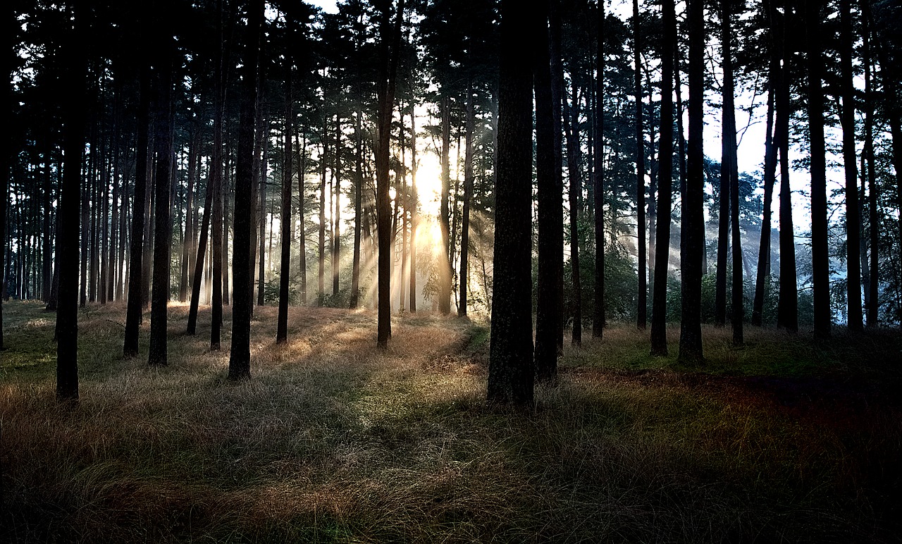 Image - forest east sunrise nature