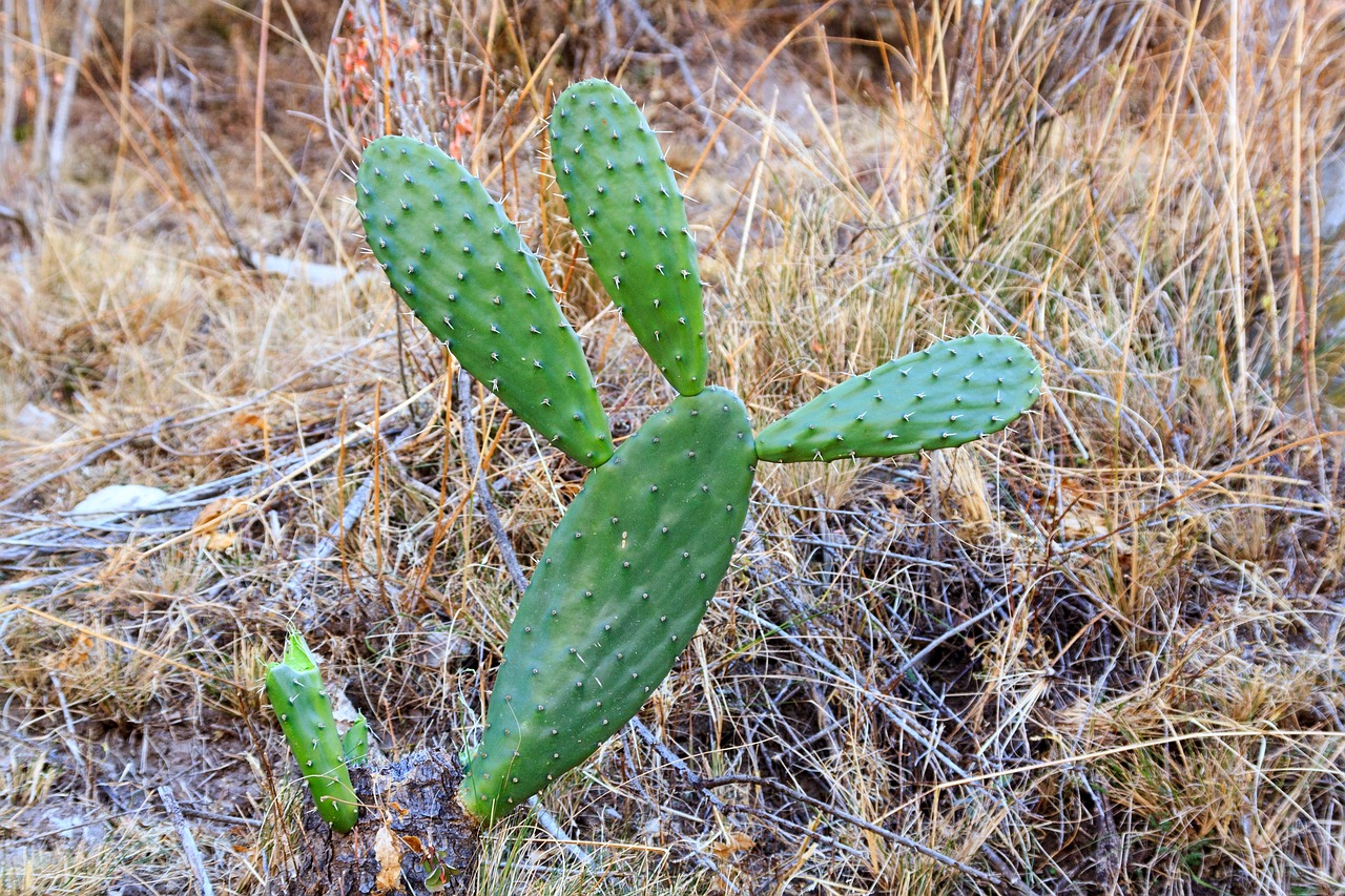 Image - cactus natural harsh plant