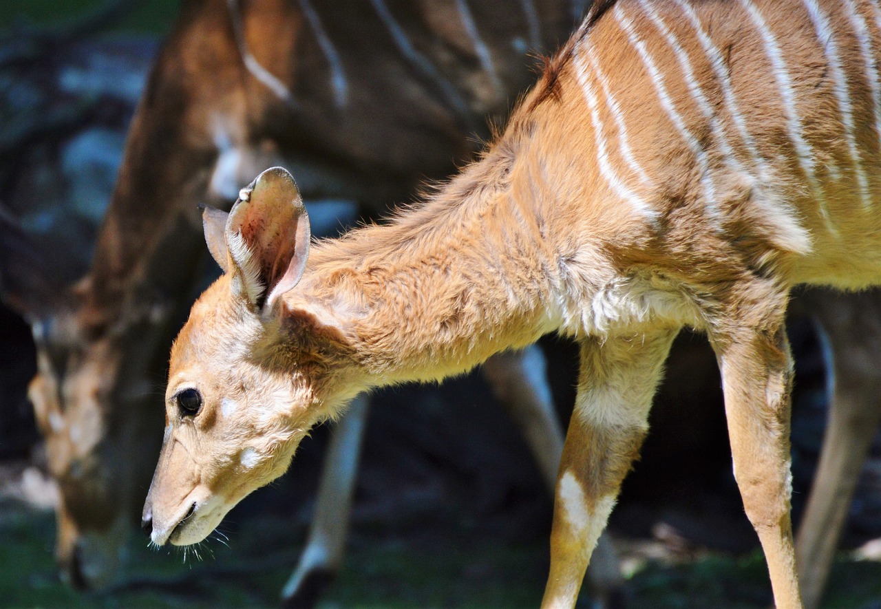 Image - kudu antelope ruminant young animal