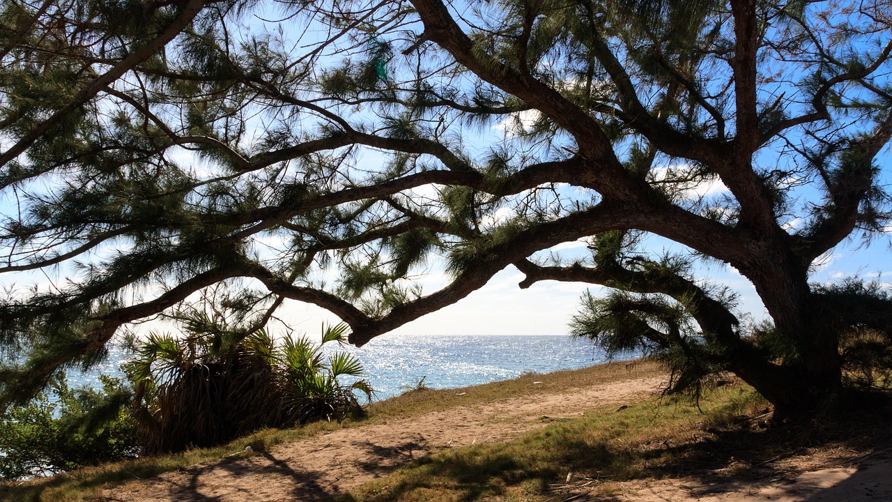 Image - silhouette wood coastal sand sea