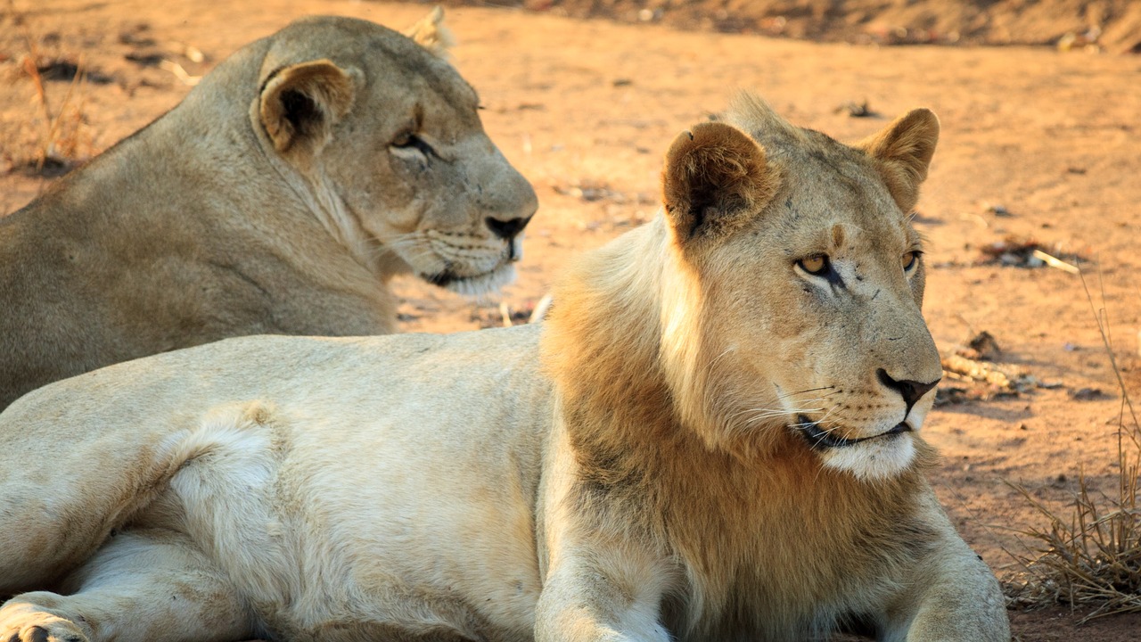Image - swaziland africa expensive lion