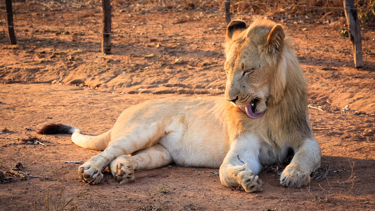 Image - swaziland africa expensive lion