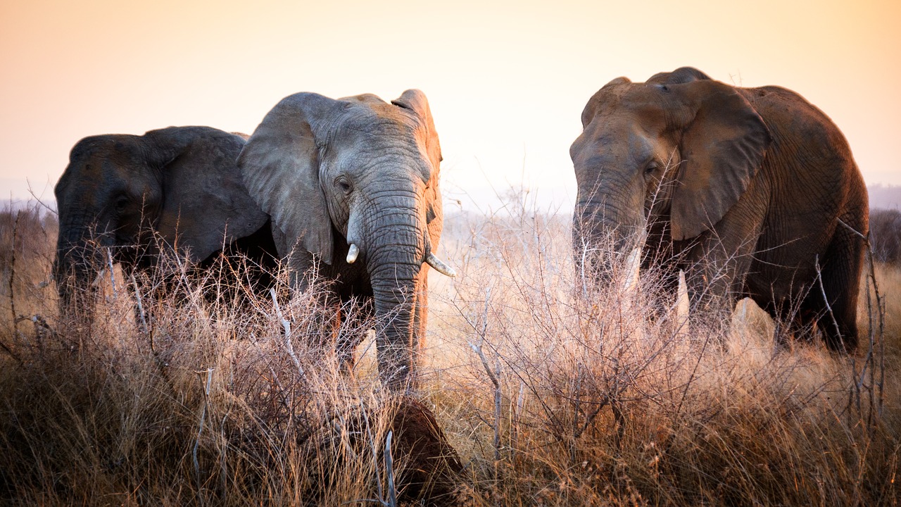 Image - swaziland africa natural savannah