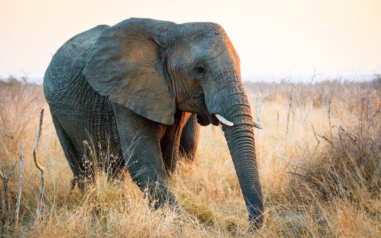 Image - swaziland africa natural savannah