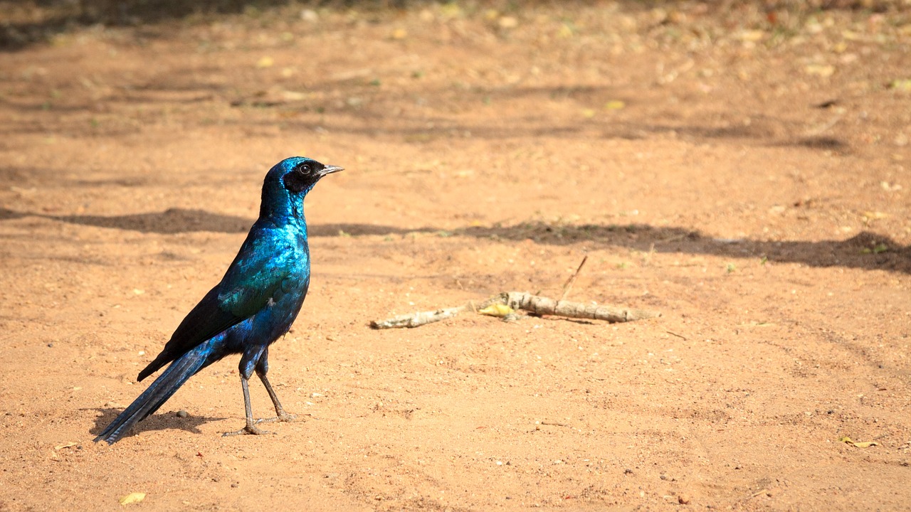 Image - swaziland africa natural savannah