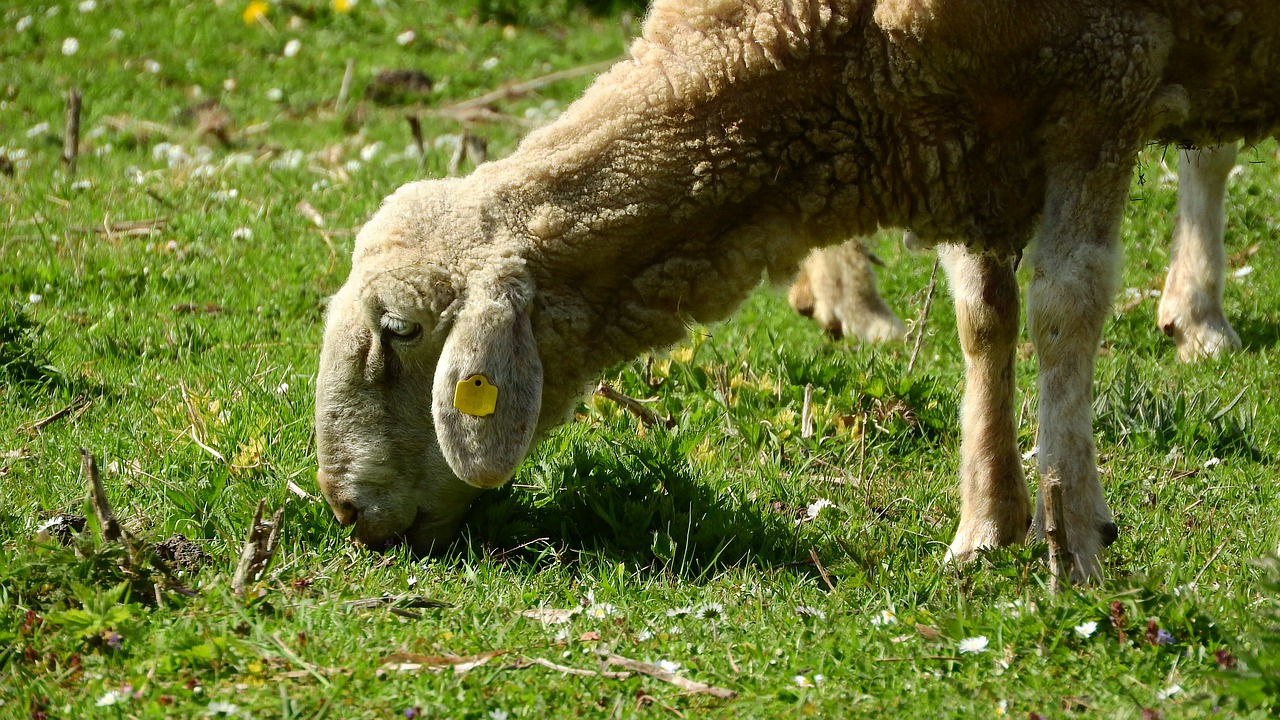 Image - sheep graze grazing sheep