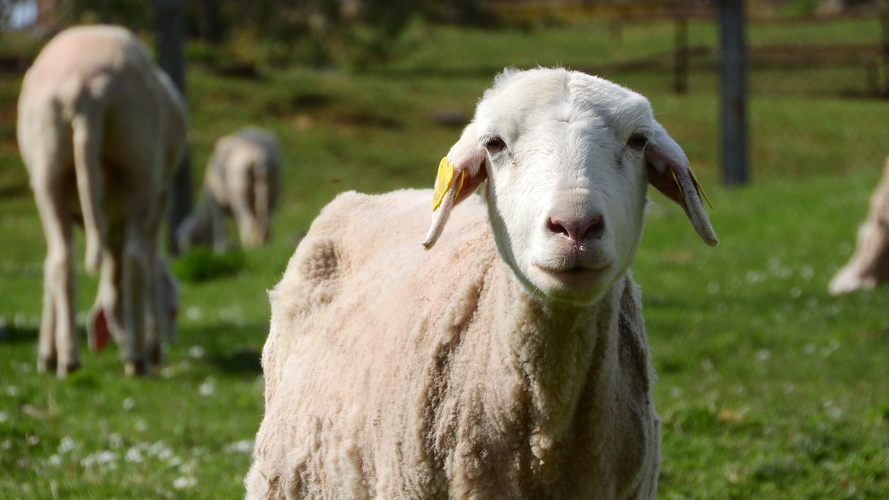 Image - sheep the animal on the pasture