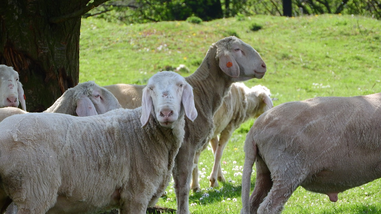 Image - sheep the animal on the pasture