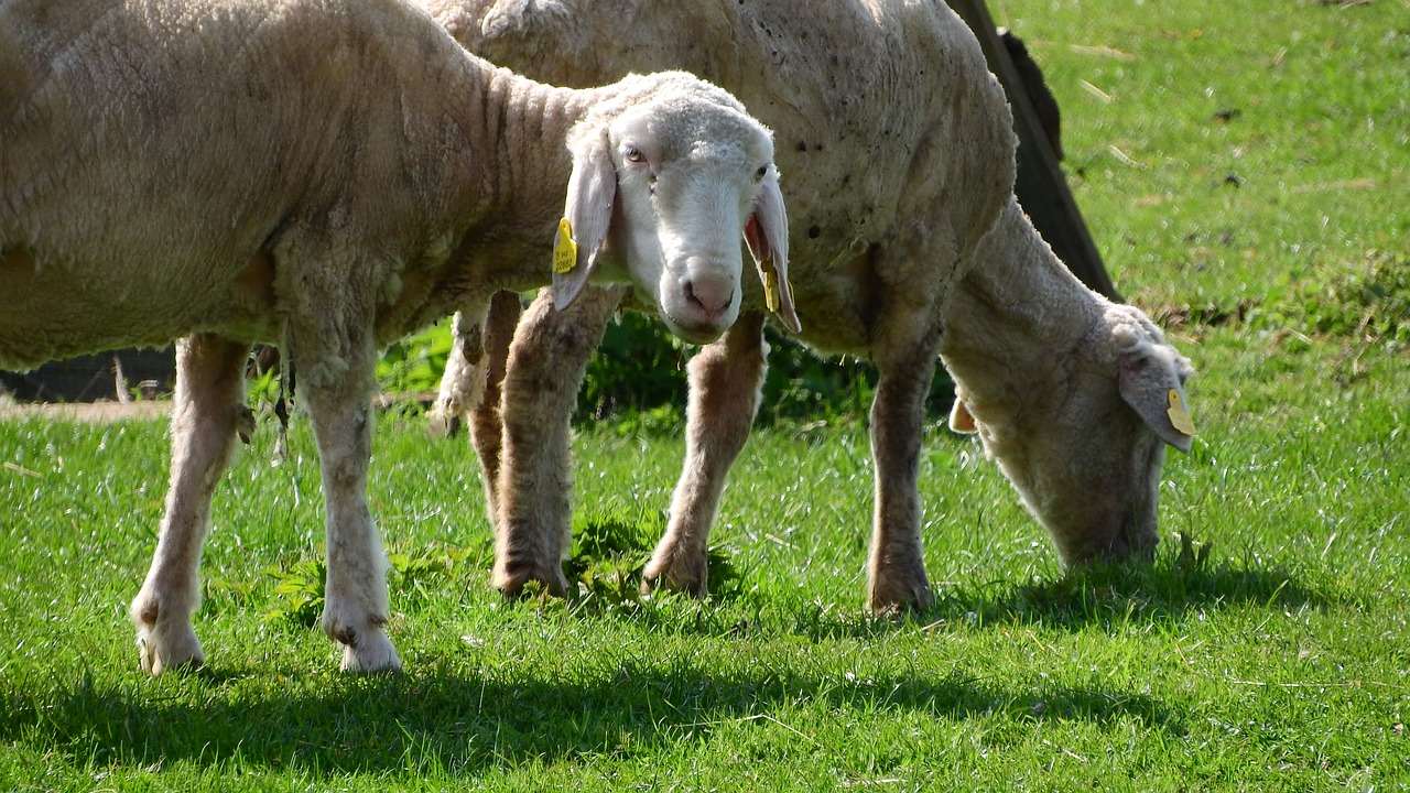 Image - sheep the animal on the pasture