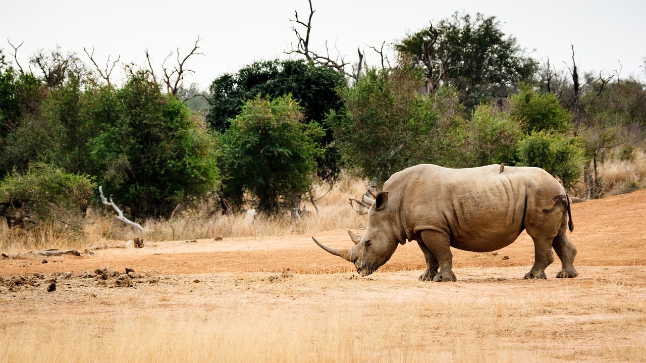 Image - swaziland africa natural savannah
