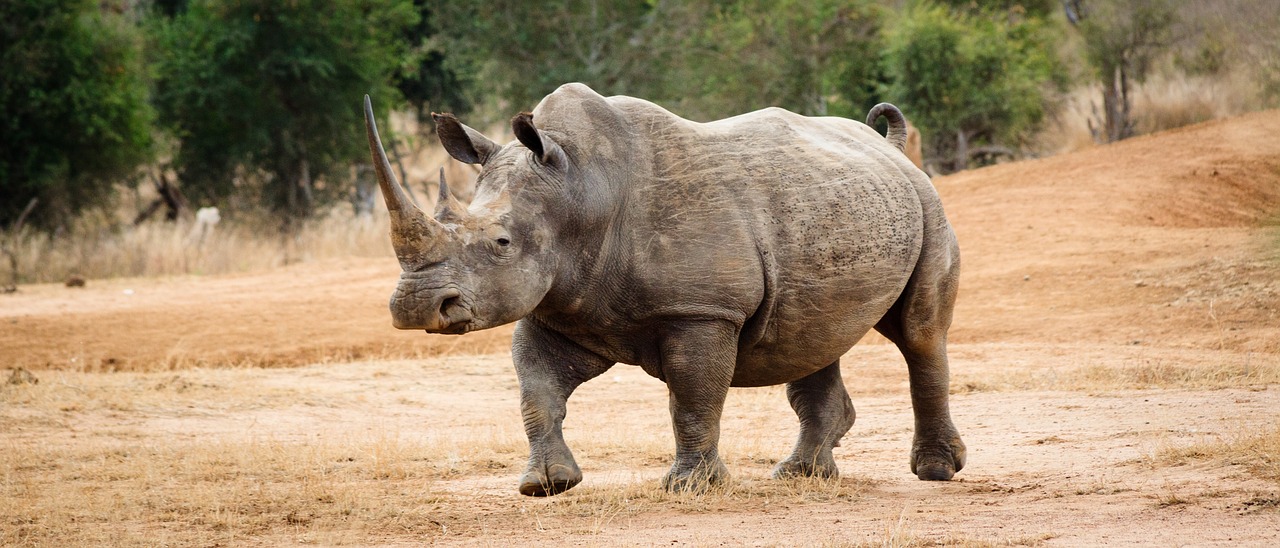 Image - swaziland africa natural savannah