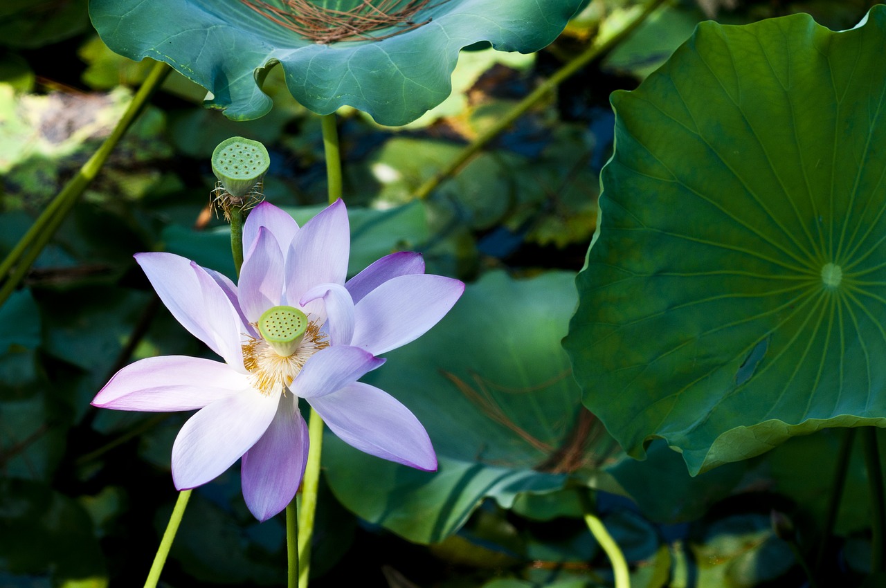 Image - suzhou start garden hawthorn lotus