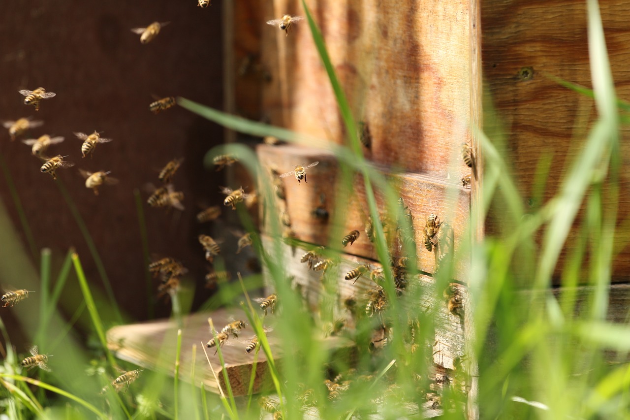 Image - bees hard working fly close nature