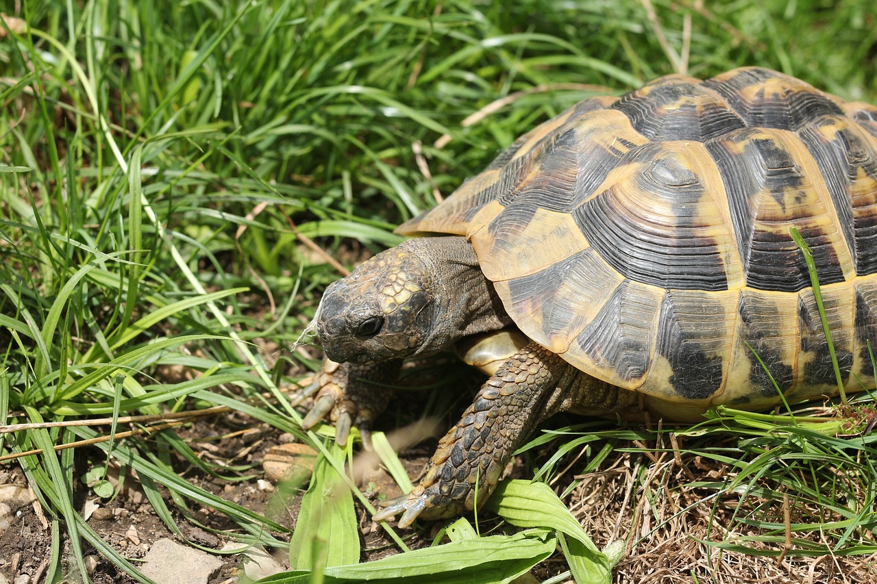 Image - turtle panzer reptile on the water