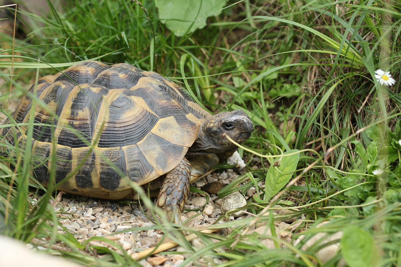 Image - turtle panzer reptile on the water
