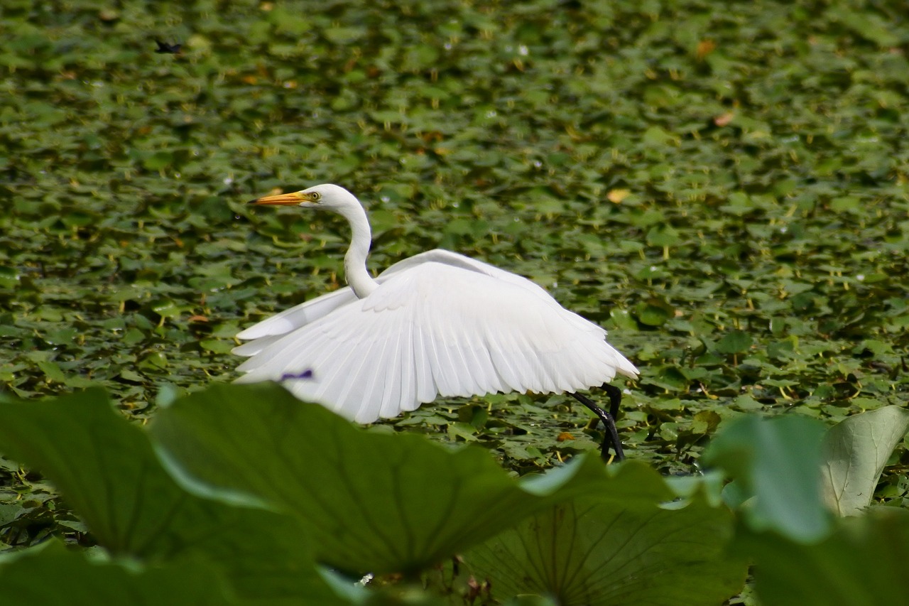 Image - animal lake heron egret