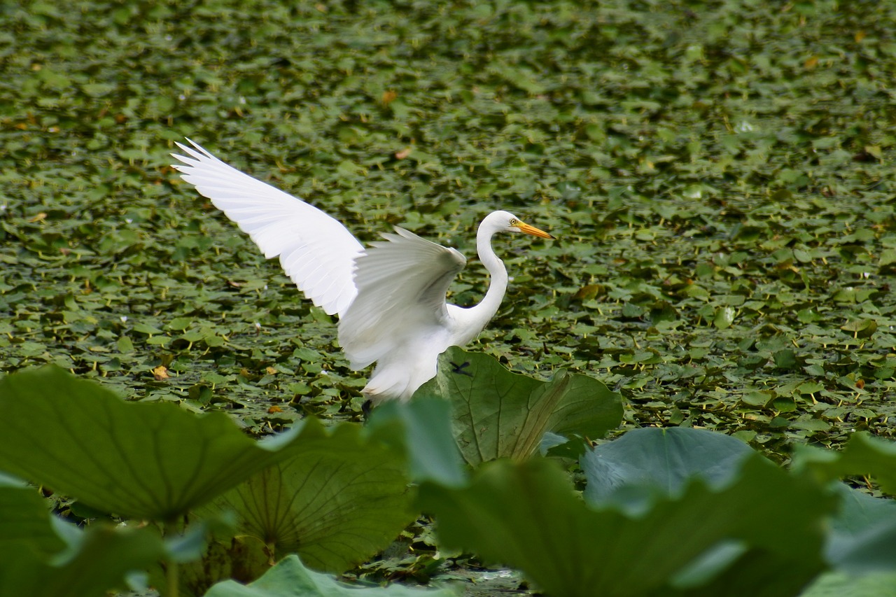Image - animal lake heron egret