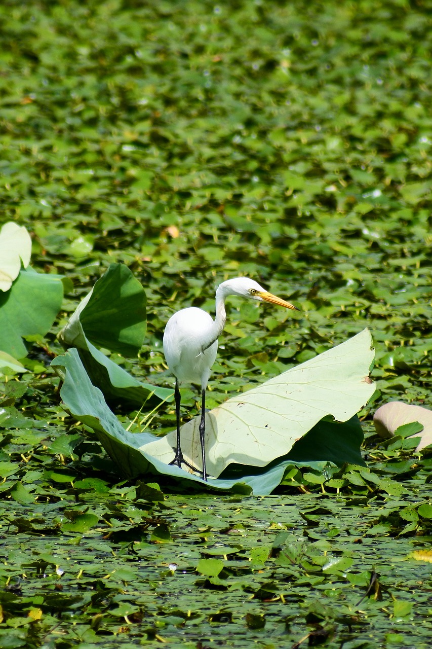 Image - animal lake heron egret