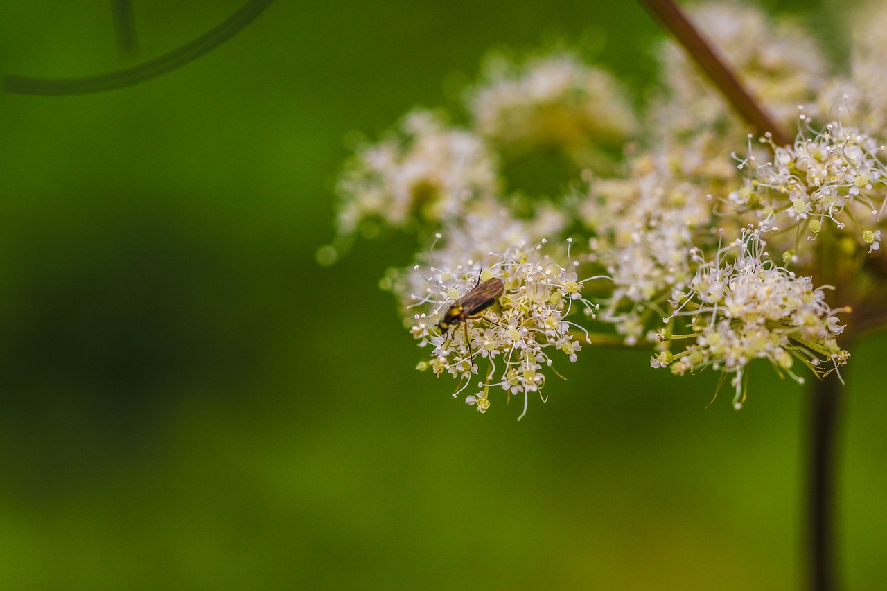 Image - plant insect green growth summer