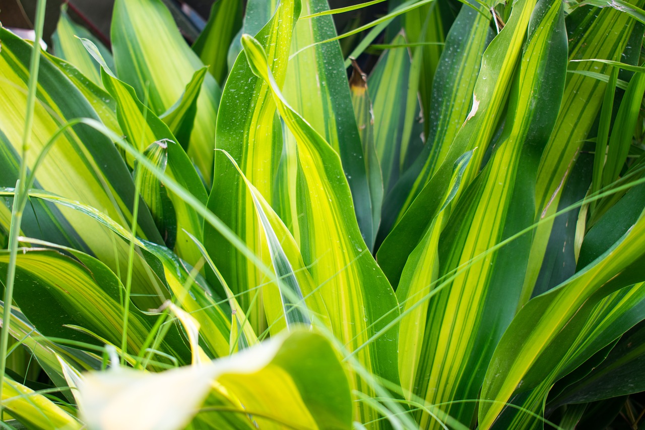 Image - green plants fragrant dracaena