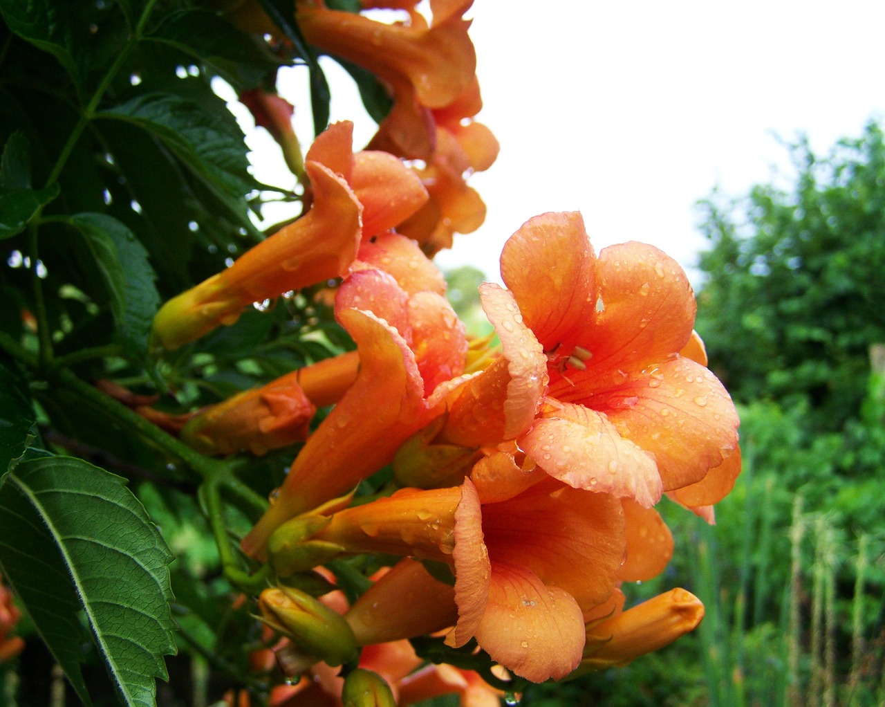 Image - trumpet folyondár creeping plant