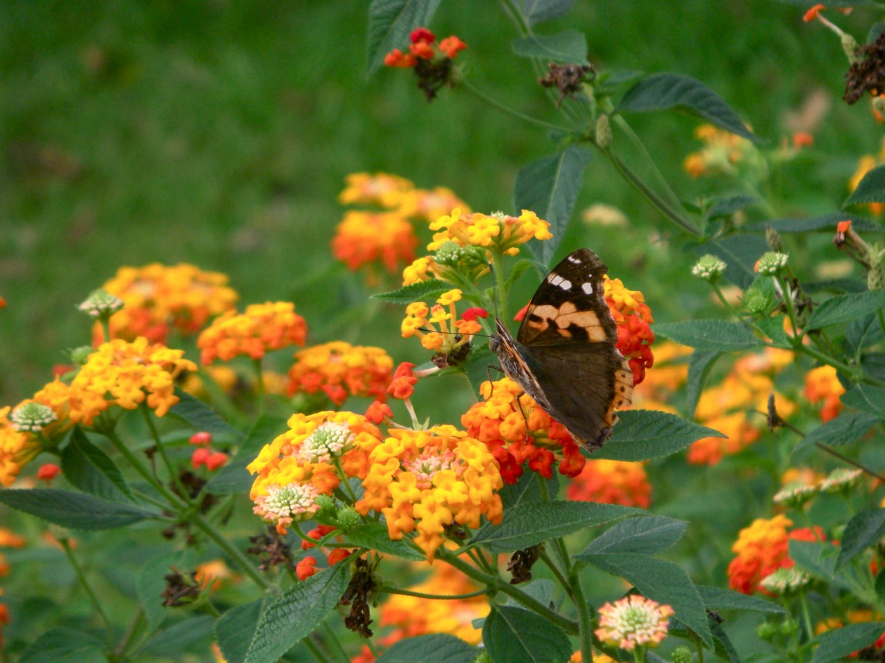 Image - natural butterfly flowers green