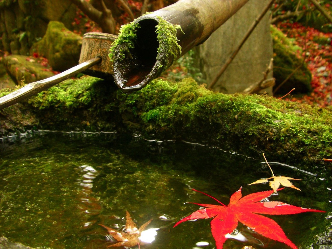 Image - japan autumnal leaves kyoto maple