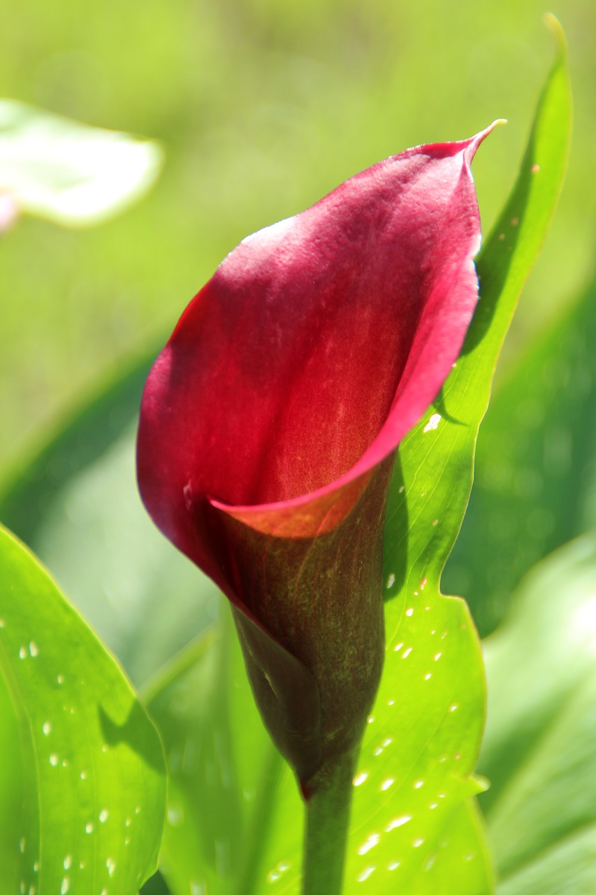 Image - calla blossom bloom flower nature