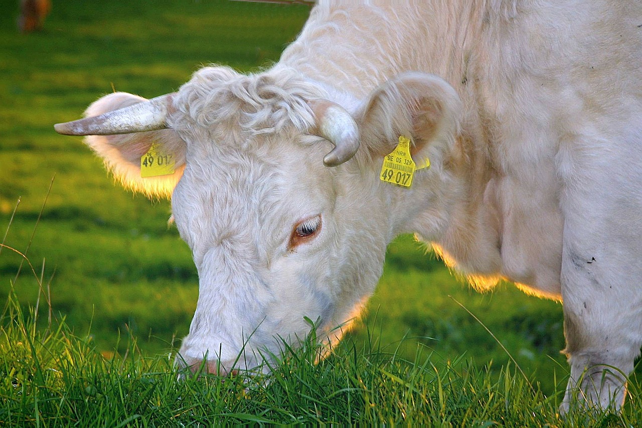 Image - happy cows beef milk cow cows