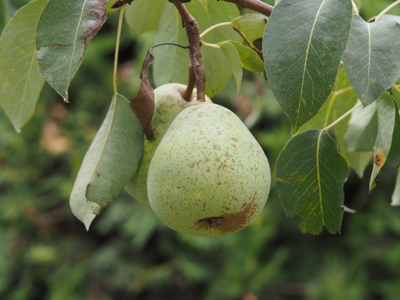 Image - pear fruit fruits ripe healthy
