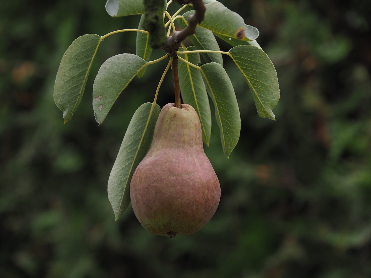 Image - pear fruit fruits ripe healthy