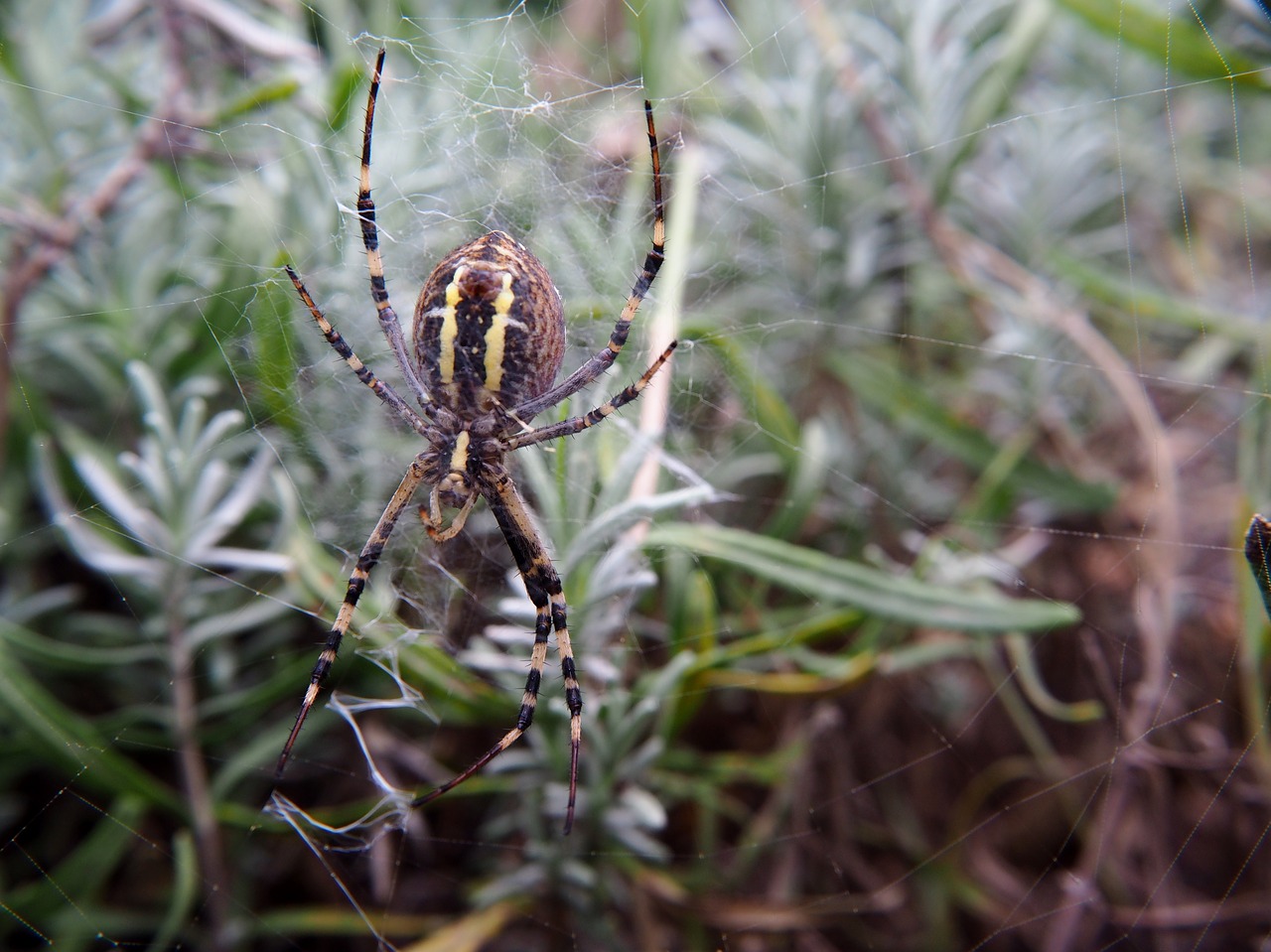 Image - spider animal garden wasp spider