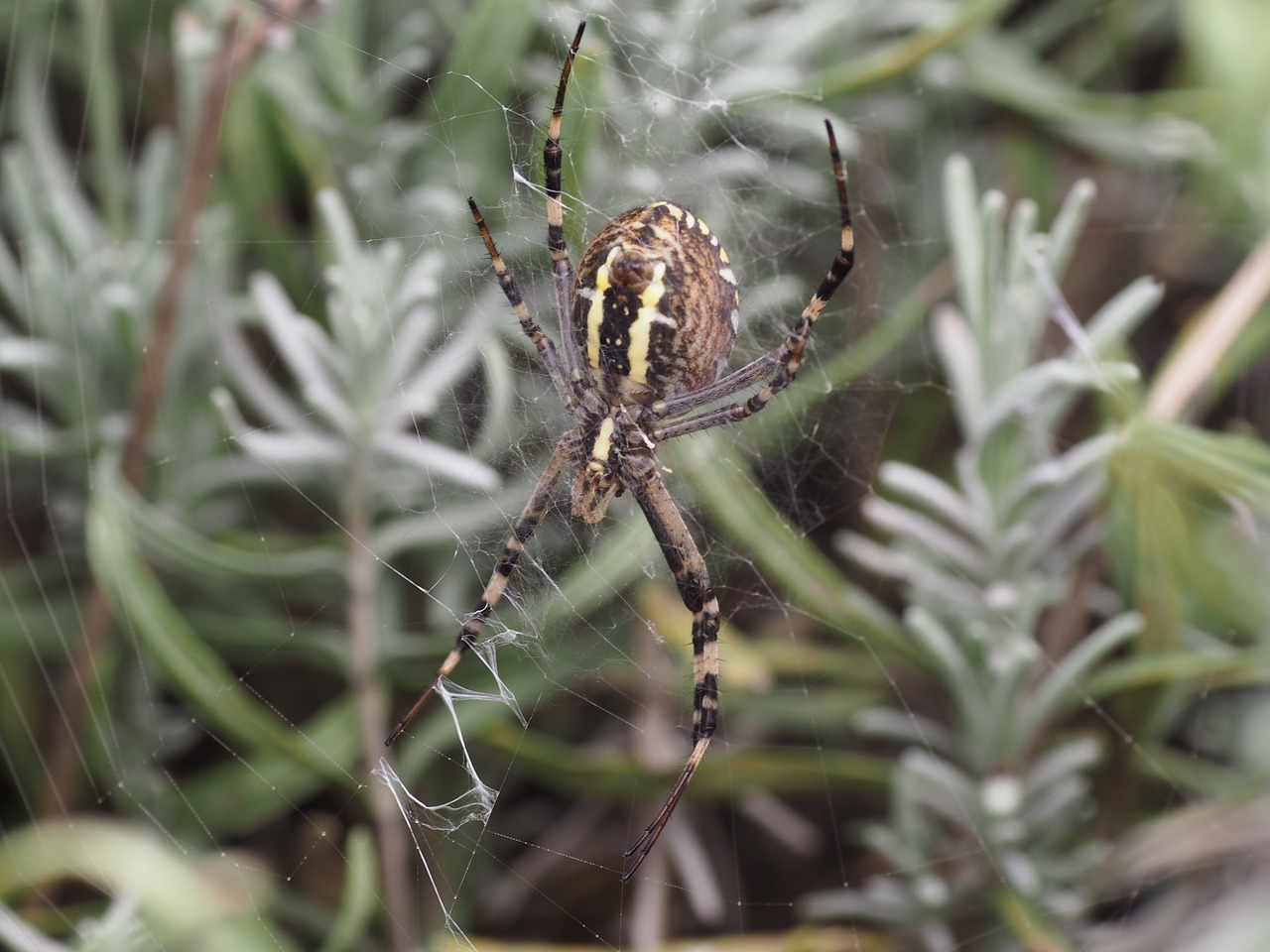 Image - spider network cobweb wasp spider