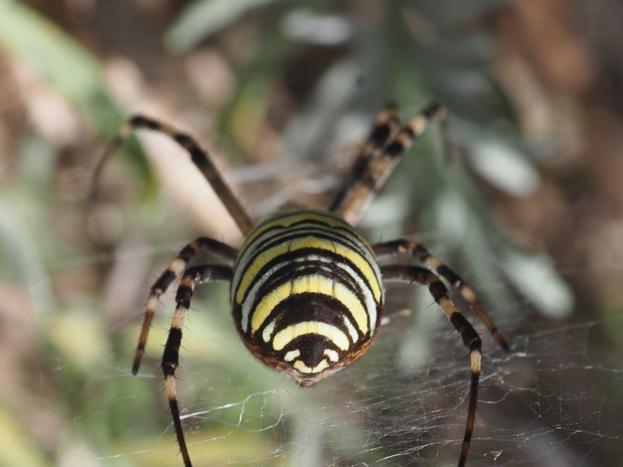 Image - wasp spider nature fauna flora