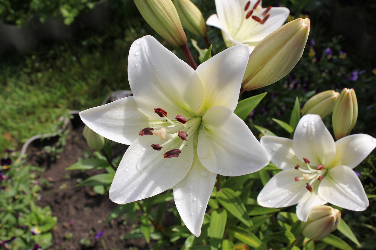 Image - lily garden flowers dacha