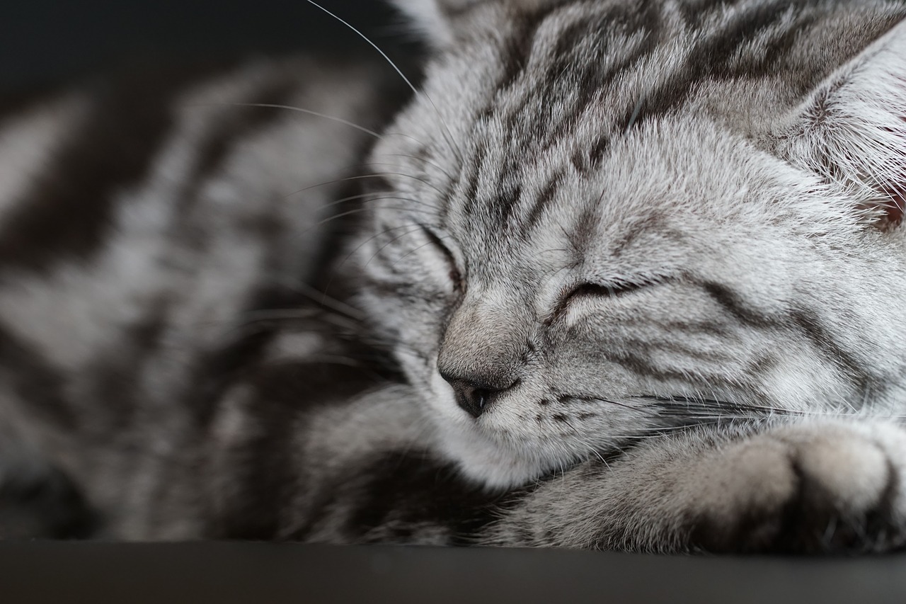 Image - cat concerns sleep pet mieze rest