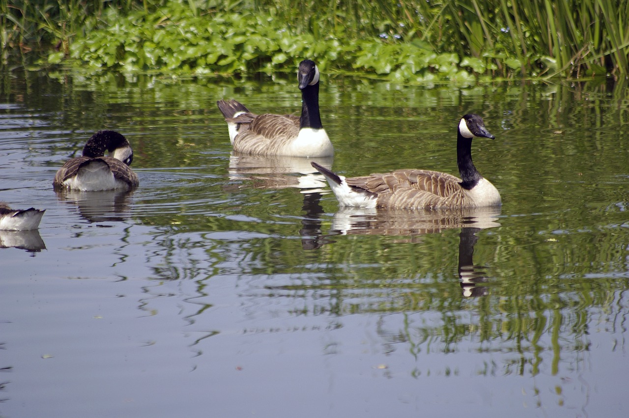 Image - canada goose birds river navigable